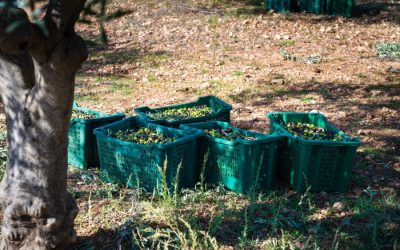 Zašto nutricionisti sve češće preporučuju hladno prešano maslinovo ulje