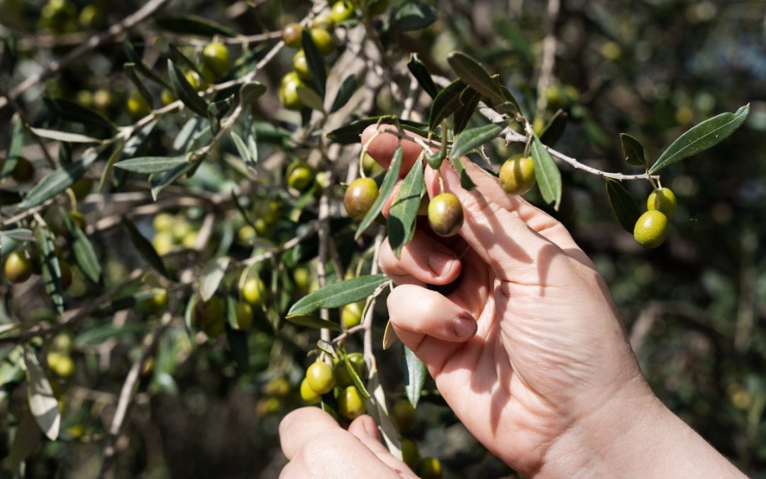 Maslinovo ulje u zimskim mjesecima – prirodna podrška zdravlju i energiji