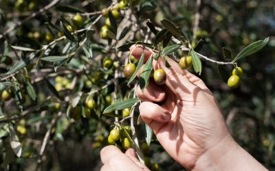 Maslinovo ulje u zimskim mjesecima – prirodna podrška zdravlju i energiji